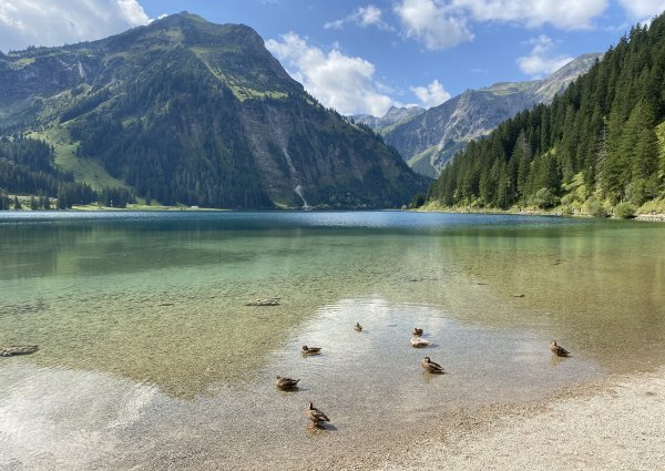 9739-tannheimer-tal-vilsalpsee-enten.jpg