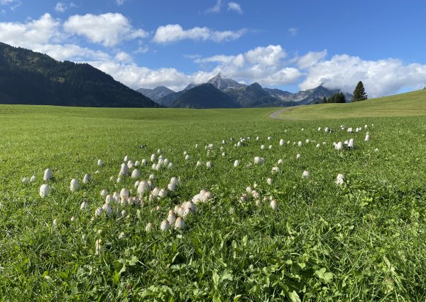 9978-tannheimertal-graen-vater-unser-weg.jpg