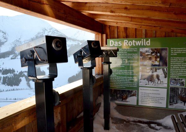 c-ulses-tannheimertal-wildbeobachtung-zoeblen-54.jpg